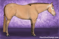 Horse Color:Gray Perlino Sabino 