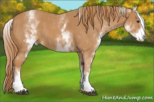 Horse Color:White Spotted Chestnut