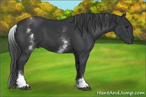 Horse Color:White Spotted Black