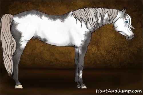 Horse Color:Gray Silver Black Frame Appaloosa 