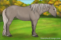 Horse Color:Silver Grullo 