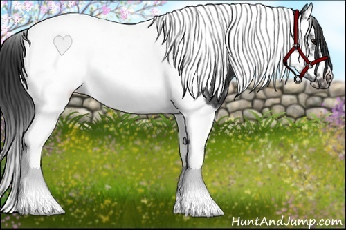 Horse Color:Black Splash Tobiano Frame 