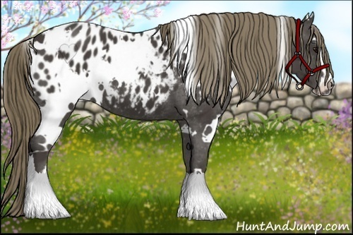 Horse Color:White Spotted Smoky Black Sabino Blanket