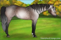 Horse Color:Gray Bay 