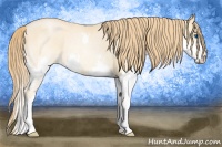 Horse Color:Buckskin Pearl Splash Rabicano 