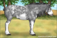 Horse Color:White Spotted Blue Roan Splash Frame Varnish