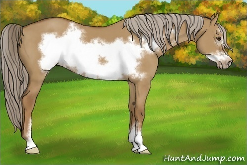 Horse Color:Chocolate Palomino Dun Sabino Frame 