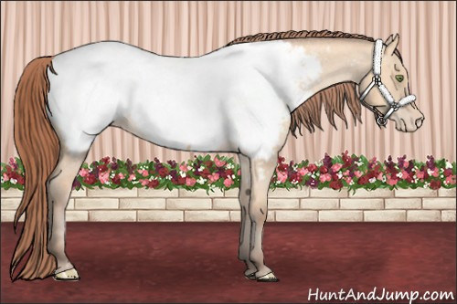 Horse Color:Amber Champagne Dun Snowcap 
