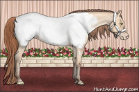 Horse Color:Amber Champagne Dun Snowcap