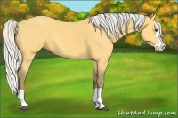 Horse Color:Silver Buckskin Splash 