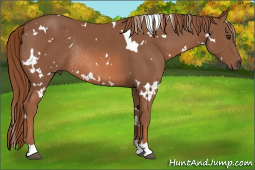 Horse Color: White Spotted Liver Chestnut Rabicano 