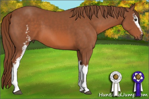 Horse Color: White Spotted Liver Chestnut 