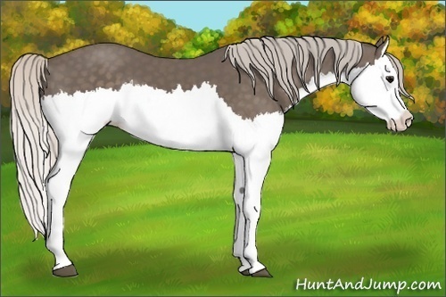 Horse Color: Silver Black Splash 