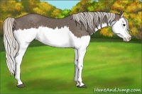 Horse Color:Silver Black Splash