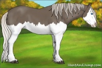 Horse Color:Silver Black Splash 