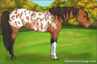 Horse Color:Bay Appaloosa