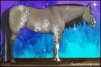 Horse Color:White Spotted Grullo Splash Rabicano