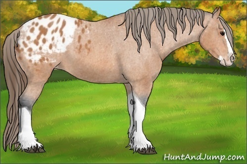 Horse Color: Unknown 