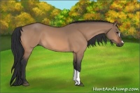 Horse Color:Bay Dun