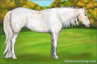 Horse Color:Gray Silver Amber Cream Champagne Roan Dun Splash Tobiano Frame Appaloosa Rabicano 