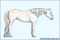 Horse Color:Gray Silver Amber Cream Champagne Roan Dun Splash Tobiano Frame Appaloosa Rabicano