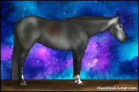 Horse Color:Gray Black Sabino 