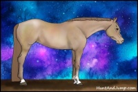 Horse Color:Black Pearl Sabino 
