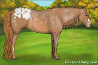 Horse Color:Brown Pearl Appaloosa Rabicano  Brindle