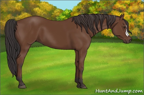 Horse Color: Bay 