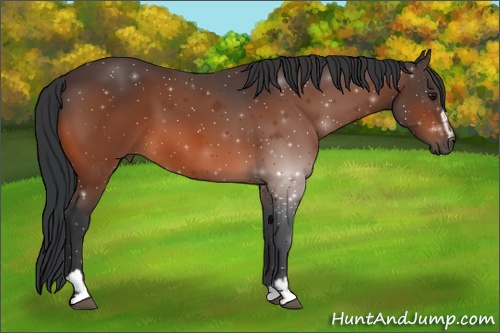 Horse Color: Bay Sabino 