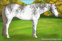 Horse Color:White Spotted Smoky Black Appaloosa 