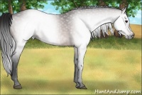 Horse Color:Gray Bay Frame