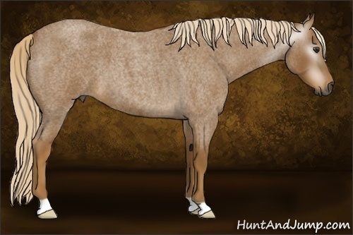 Horse Color:Gray Palomino Roan 