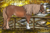 Horse Color:Liver Chestnut Rabicano 