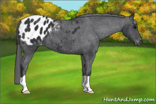 Horse Color: Black Blanket 