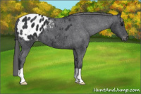 Horse Color:Black Appaloosa 