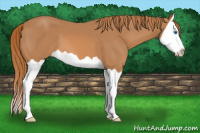 Horse Color:Chestnut Splash