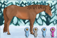 Horse Color:Chestnut Splash 