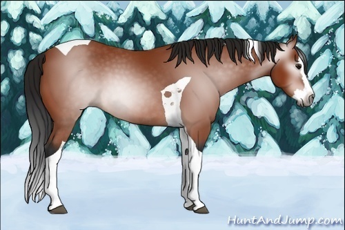 Horse Color:Gray Bay Splash Tobiano 