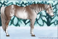 Horse Color:Gray White Spotted Chestnut 