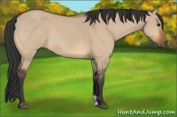 Horse Color:Bay Dun Rabicano 