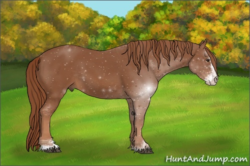 Horse Color: Chestnut Sabino 