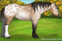 Horse Color:Gray Bay Dun Blanket 