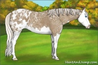 Horse Color:Silver Smoky Black Ice Sabino Splash Appaloosa
