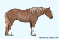 Horse Color:Chestnut Rabicano 