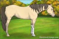 Horse Color:Amber Cream Champagne