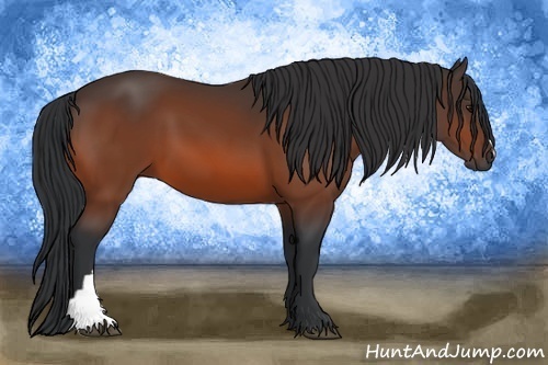 Horse Color: Bay 