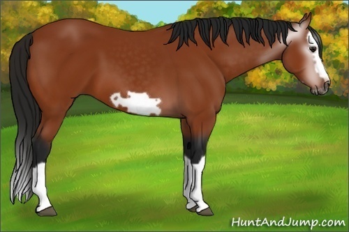 Horse Color:Unknown 
