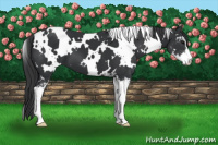 Horse Color:White Spotted Black Sabino 