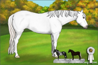 Horse Color:Gray White Spotted Silver Bay Roan Dun Appaloosa 